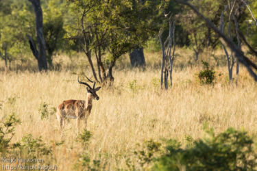 Impala (Aepyceros melampus)