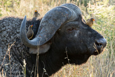 Afrikanpuhveli (Syncerus caffer), isoloisnokkeli (Buphagus africanus)