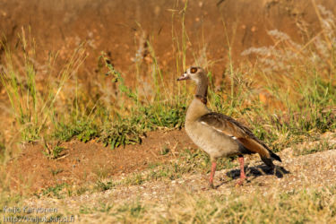 Afrikanhanhi (Alopochen aegyptiaca)