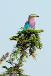 Savannisininärhi (Coracias caudatus)