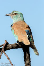 Sininärhi (Coracias garrulus)
