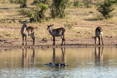 Vesiantilooppi (Kobus ellipsiprymnus), Virtahepo (Hippotamus amphibius)