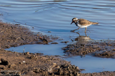 Kolmivyötylli (Charadrius tricollaris)