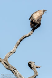 Savannikorppikotka (Gyps africanus)