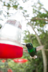 Lippupyrstökolibri (Ocreatus underwoodii)