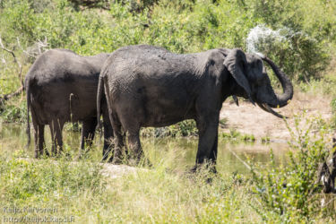 Afrikannorsu (Loxodonta africana)