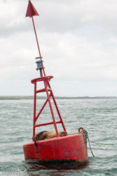 Galápagos sea lion (Zalophus wollebaeki)