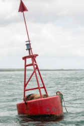 Galápagos sea lion (Zalophus wollebaeki)