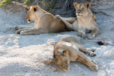 Leijona (Panthera leo)