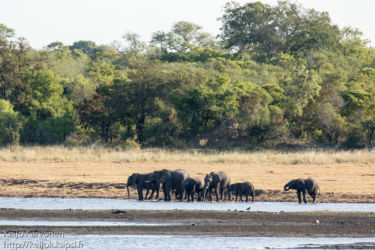 Afrikannorsu (Loxodonta africana)