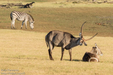 Vesiantilooppi (Kobus ellipsiprymnus), Kvagga (Equus quagga)