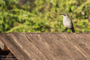 Galapagosinmatkija (Nesomimus parvulus)