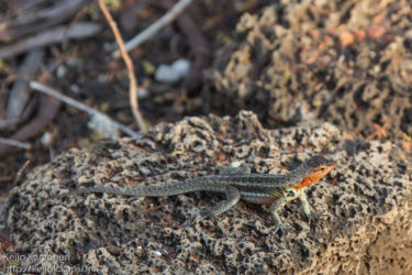 Laavalisko (Tropidurus sp.)