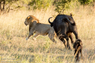 Afrikanpuhveli (Syncerus caffer), Leijona (Panthera leo)