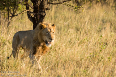 Leijona (Panthera leo)