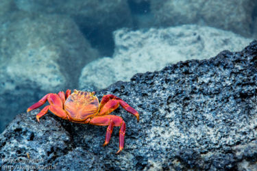 Laavarapu (Grapus grapus)