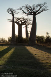 Baobab -puita