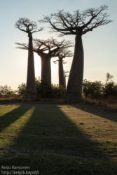 Baobab -puita