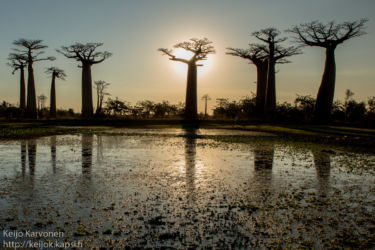Baobab avenue