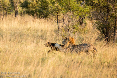 Afrikanpuhveli (Syncerus caffer), Leijona (Panthera leo)