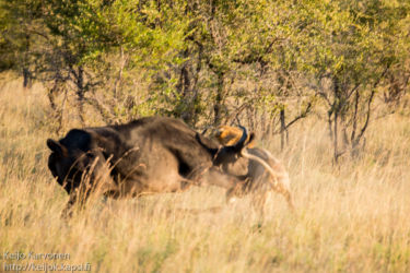 Afrikanpuhveli (Syncerus caffer), Leijona (Panthera leo)