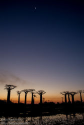 Baobab avenue