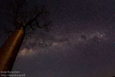 Baobab avenue
