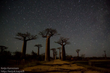 Baobab avenue