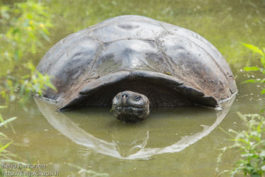 Galápagoksenjättiläiskilpikonna (Chelonoidis nigra)