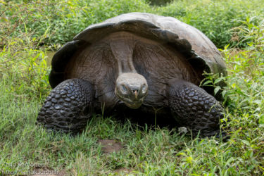 Galápagoksenjättiläiskilpikonna (Chelonoidis nigra)