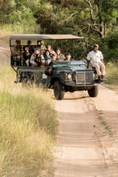 Safariajelulla