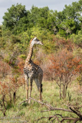 Etelä-Afrikan kirahvi (G.c.giraffa), isoloisnokkeli (Buphagus africanus)