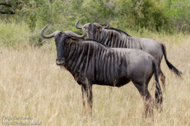 Juovagnu (Connochaetes taurinus)