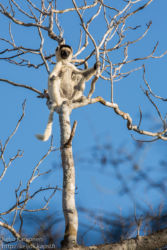 Lakkisifaka (Propithecus verreauxi), Kirindy Mitea National Park
