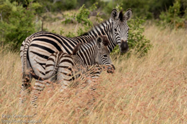 Kvagga (Equus quagga)