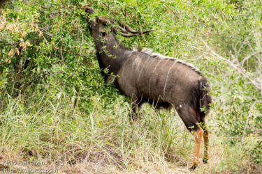 Njala (Tragelaphus angasii)
