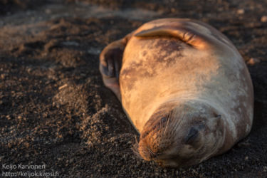 Galápagos sea lion (Zalophus wollebaeki)