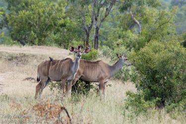 Isokudu (Tragelaphus strepsiceros), isoloisnokkeli (Buphagus africanus)