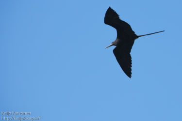 Keisarifregattilintu (Fregata magnificens)