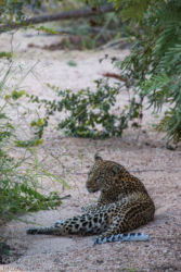 Leopardi (Panthera pardus)