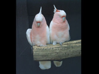 Cacatua leadbeateri, Vogelpark Walsrode. Walsrode 7/2002
