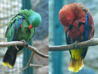 Eclectus roratus cornelia, Vogelpark Walsrode. Walsrode 7/2002