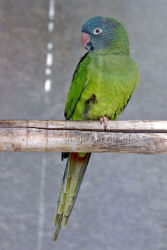 Brasilianaratti_Aratinga_leucophthalmus