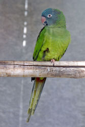Brasilianaratti_Aratinga_leucophthalmus