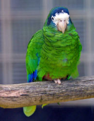 Amazona ventralis, Vogelpark Walsrode. Walsrode 7/2002