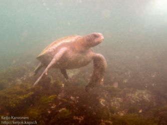Galápagos green turtle (Chelonia agassizii)