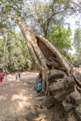 Ta Prohm -temppeli (viidakkotemppeli), Siem Reap/Kamputsea