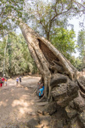 Ta Prohm -temppeli (viidakkotemppeli), Siem Reap/Kamputsea