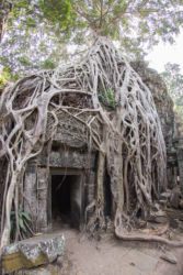 Ta Prohm -temppeli (viidakkotemppeli), Siem Reap/Kamputsea