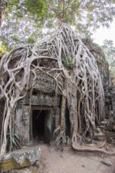 Ta Prohm -temppeli (viidakkotemppeli), Siem Reap/Kamputsea
